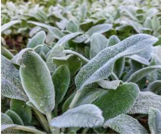 Lamb's Ear