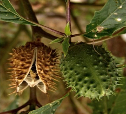 Datura