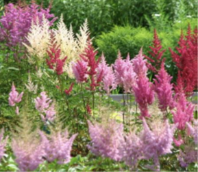 astilbe