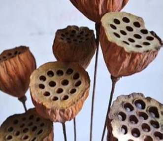 Lotus Pods