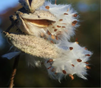 Milk Weed