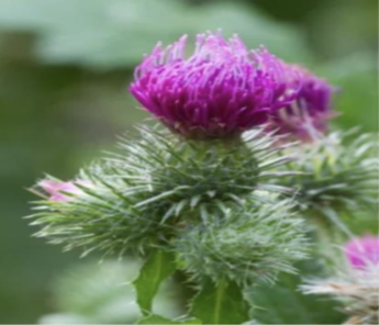 Thistle