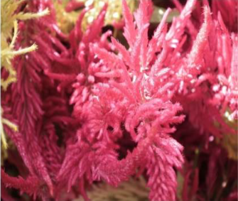 Celosia