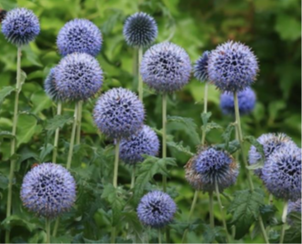 Echinops